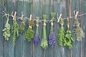 ¿como secar mi esmalte rapidamente? Como Secar Y Conservar Plantas Medicinales Siembrar
