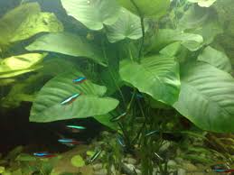 Maybe you would like to learn more about one of these? Jenis Dan Bentuk Tanaman Anubias Aquaama