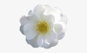 Pink and white flower png. White Flower Png White Flower Transparent Background 500x472 Png Download Pngkit