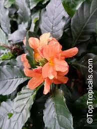 Image result for Crossandra infundibuliformis