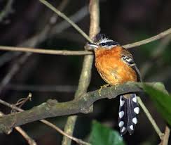 Image result for Vangueria ferruginea