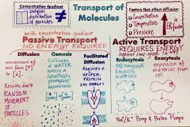 Teaching Biology Biology Lessons Biology Notes