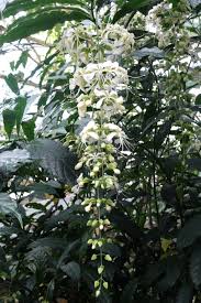 Image result for Clerodendrum silvanum