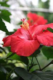 Choose your favorite harley davidson designs and purchase them as wall art, home decor, phone cases, tote bags, and more! Tropical Hibiscus 1080p 2k 4k 5k Hd Wallpapers Free Download Wallpaper Flare