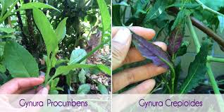 Image result for Gynura