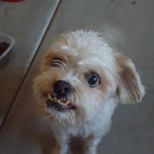 Found dog in Cave Creek, near Tatum and Dynamite