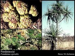 Image result for Pandanaceae