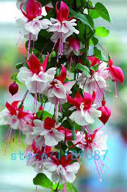 200pcs Bag Fuchsia Seeds Fuchsia Flowers Lantern Flower Begonia Flower Seeds Bonsai Flower Seeds Plant For Home Garden Saksida Cicekler Cicek Orkideler