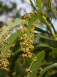 Image result for Phyllanthus polyanthus