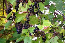 Wild grape vines in michigan. Grape Vines Archives Blue Roof Living