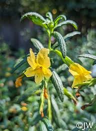 Image result for Mimulopsis