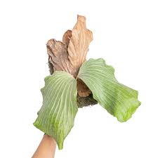 Image result for Platycerium elephantotis