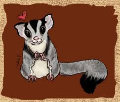 Check spelling or type a new query. Pico The Sugar Glider By Ski 0 On Deviantart