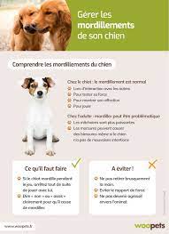 Que faire avec son chien, quelques exercices simples à la portée de tous. Comprendre Et Gerer Les Mordillements De Son Chien