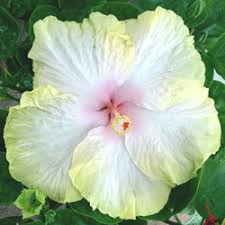 Plant in full sun or partial shade. Hidden Valley Hibiscus Hibiscus Pigments Why Do Hibiscus Flowers Change Colors