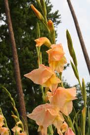 Image result for Gladiolus dalenii