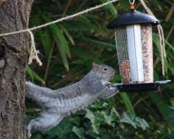 Naughty Squirrel Does Mission Impossible Pose To Get To Bird Seed Bad Squirrel Feeder Eater Bird Feeders Squirrel Proof Bird Feeders Squirrel