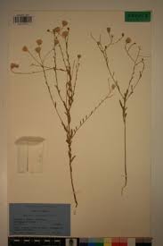 Image result for Pegolettia senegalensis