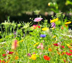 Check spelling or type a new query. Sowing Wildflower Seeds To Create A Wildflower Garden How To Guide