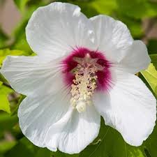 Image result for Hibiscus mechowii