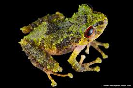 Image result for Pristimantis atillo