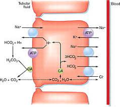 Acetazolamide Wikipedia