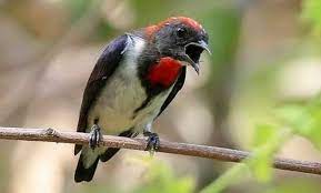 Untuk merawat burung jalak suren trotolan ini perlu perhatian yang khusus terutama burung yang untuk itu, cara melatih burung jalak suren trotolan makan sendiri sanggup membantu sahabat yang menyimpan pakan voer lembap didalam cepuk pakannya yang ditempatkan dalam sangkarnya dikala. Mengenal Jenis Burung Cabe Cabean Atau Kemade