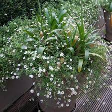 Fresh As A Daisy Agapanthus In Pots Garden Containers Day Lilies