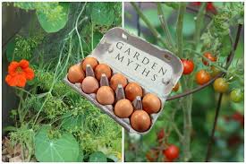 A coating of crushed eggshells in the garden is said to help deter several pests, both large and small. Are Eggshells Good For The Garden Empress Of Dirt