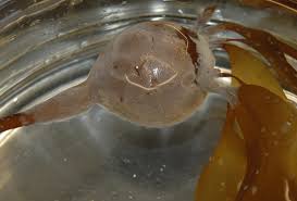 Image result for Isoglossa membranacea