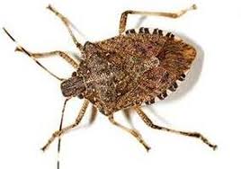 Stink bug can be found in gardens, orchards stink bug feeds on fruit, flowers, leaves and caterpillars. Stink Bugs Everything You Need To Know About The Brown Marmorated Stink Bug Nj Com
