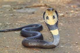 Managing The Unmanageable The 6 Most Common Types Of Difficult Employees King Cobra Snake Cobra Snake Snake Venom