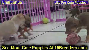 Maybe you would like to learn more about one of these? Puppies For Sale Parkersburg Wv 07 2021