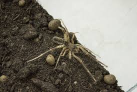 Paul maker / university of california, riverside). Camel Spider Facts Interesting Facts About Spiders