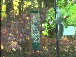 When a squirrel steps on the perch, a connection is made with a motor that makes the perch spin, and the squirrel is flipped off the feeder. Droll Yankees Yankee Flipper Youtube