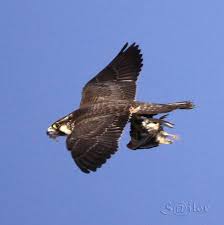 Peregrine Falcon Birds Of Prey Animals Pirate Bird Of Prey Peregrine Falcon Duck Hawk Peregrine Falcon Birds Of Prey Prey