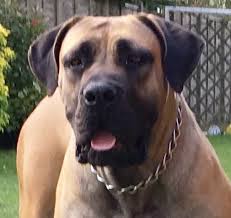 If you are unable to find your boerboel puppy in our puppy for sale or dog for sale sections, please consider looking. Hatchfields Boerboels Home
