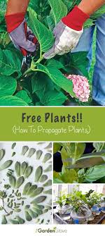 Pin On Tgg Diy Garden Ideas Projects