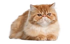 Hair is longest on tail. Persian Cat Breed Information Pictures Characteristics Facts