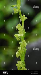 Image result for Antopetitia abyssinica