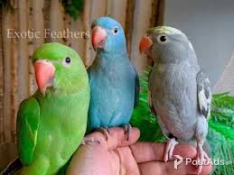 See full list on petguide.com Indian Ringneck Parakeet Birds Com