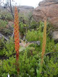 Image result for Disa welwitschii