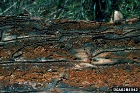 The more restrictions you have the more difficult it will be to match you with a contractor. Pm 3 87 1 Monitoring And Consignment Inspection Of Wood Chips Hogwood And Bark For Quarantine Pests 2019 Eppo Bulletin Wiley Online Library