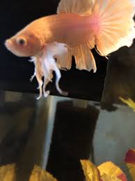 Betta Jumped Over Tank Divider Super Injured Bettas Please Help My Aquarium Club