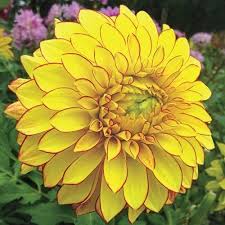 Check spelling or type a new query. Lake Ontario Dahlia Breck S Shade Flowers Dahlia Beautiful Flowers