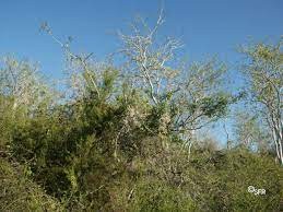 Maybe you would like to learn more about one of these? Flora Und Pflanzenwelt Auf Galapagos Ecuador Discover