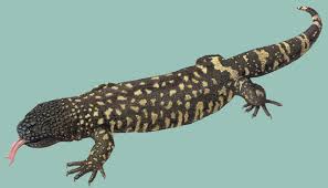 The mexican beaded lizard is larger than. Adw Heloderma Horridum Information