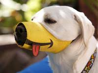 Cesar Millan Funny Muzzle Creative Pet Alliance