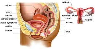 This diagram depicts female anatomy organs diagram with parts and labels. Reproductive System Accessscience From Mcgraw Hill Education