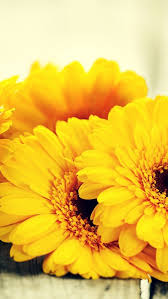 Yellow Gerberas Yellow Flowers Floral Background Yellow Petals Flower Backgrounds Trendy Flowers Amazing Flowers